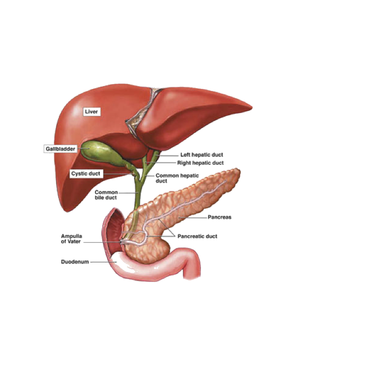 Dr Fred Betros - General Surgeon - Abdominal Hernias